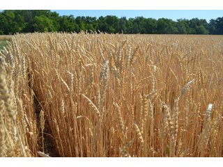 Property photo 19 - 108 +/- Acres Offered in 2 Tracts - Land Auction
